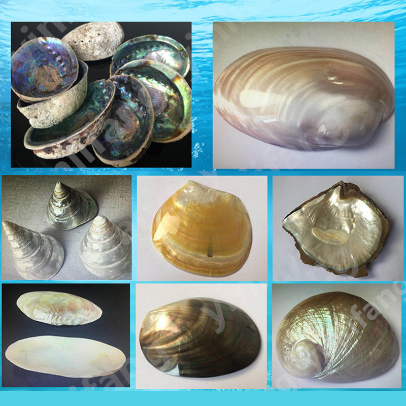 Fogli di Carta Abalone per Int - Musical Instrument Craft recensione e prezzo